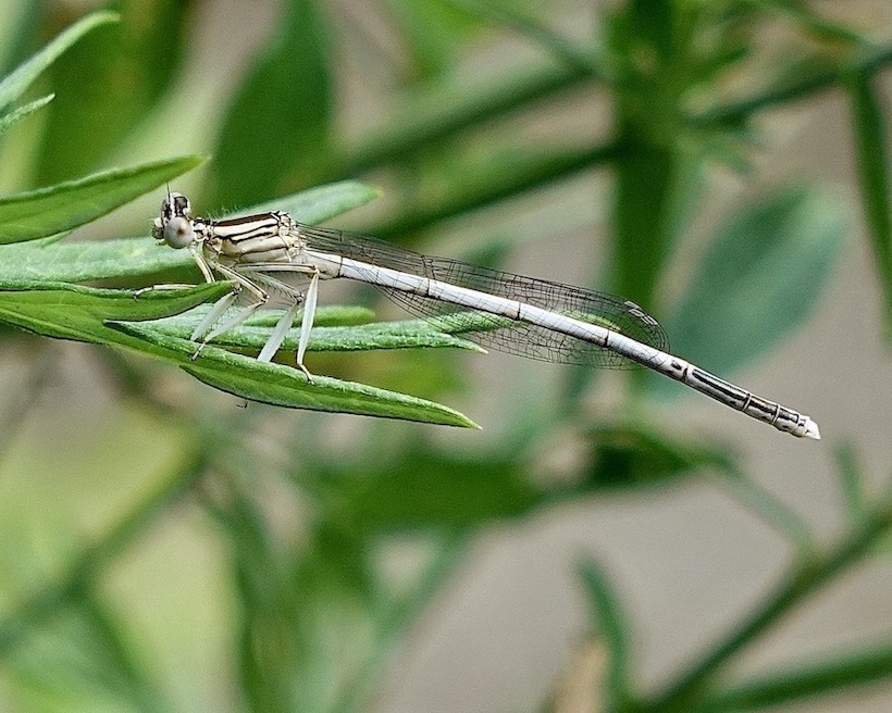 white featherleg